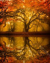 Autumn Fall tree refelction