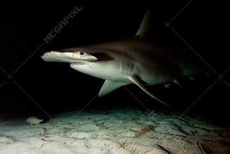Great hammerhead