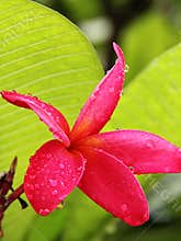 Red Plumeria rubra