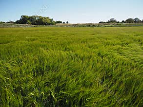 Barley field in Burgos, Spain