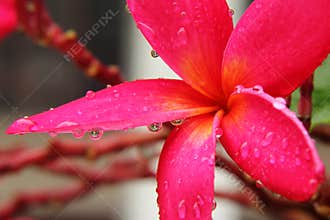 Red Plumeria rubra