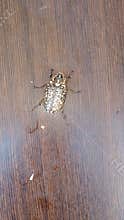 Full Body Top Shot of Yellow Spotted Polyphylla albolineata Beetle on Wood