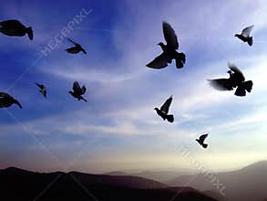 Birds in flight