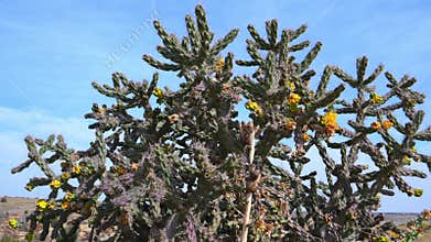 Buckhorn cholla cactus (Cylindropuntia acanthocarpa), a species of cholla cactus native to the deserts of North America