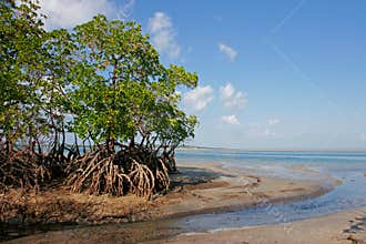 Mangrove tree