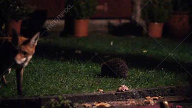 Fox at night in urban garden feeding.