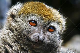 Eastern lesser bamboo lemur (Hapalemur griseus)