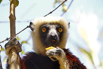 Endangered Coquerel's Sifaka Lemur (Propithecus coquereli)