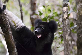 Indri, the largest lemur