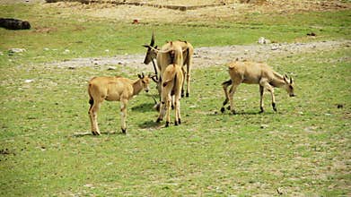 Family of Cape Eland