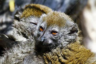 Eastern lesser bamboo lemur (Hapalemur griseus)