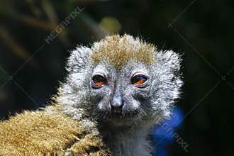 Eastern lesser bamboo lemur (Hapalemur griseus)