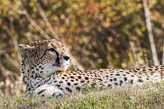 Wildlife photography of an African Cheetah resting