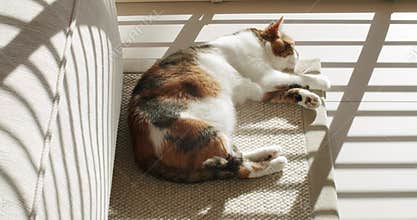 Calico Cat Napping in Sunbeam: A Peaceful Moment at Home