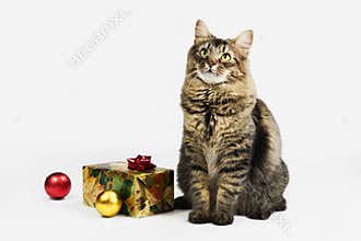 Maine Coon Christmas Cat Is Waiting for Santa Claus