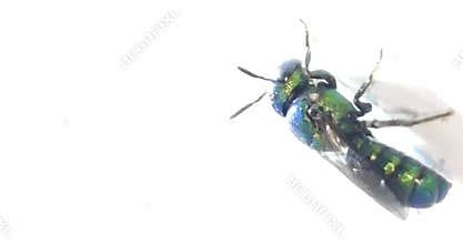 Macro Metallic Green Sweat Bee Halictidae Pollinator