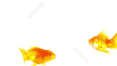 Goldfish in aquarium