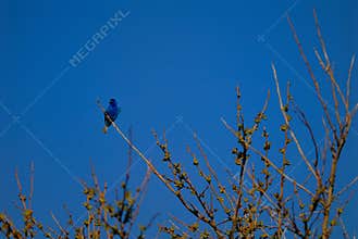 Indigo bunting