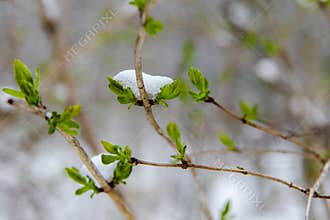 Spring and winter