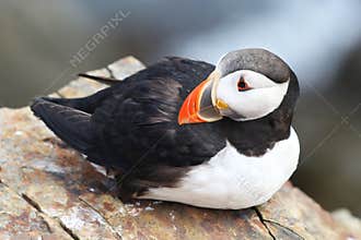 Atlantic Puffin at Elliston, Newfoundland, Canada