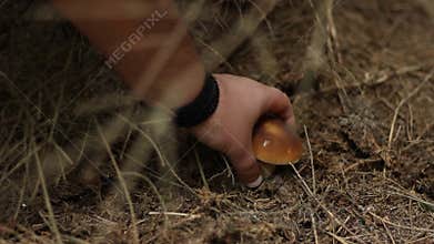 Forest Mushroom Foraging