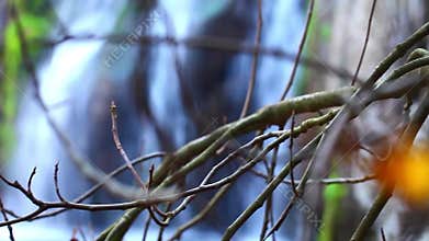 The Dry Tree and Waterfall