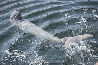 Irrawaddy dolphin.