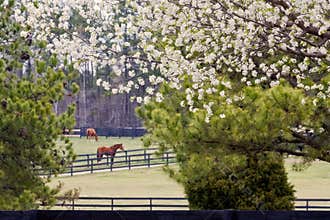 Springtime at the Horse Ranch