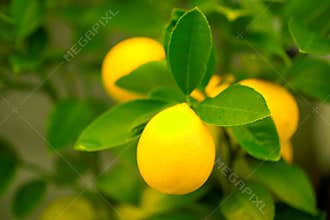 Lemons on a Tree