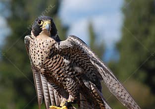 Peregrine falcon