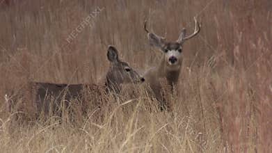 Mule Deer Buck and Doe