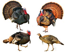 Several Turkey toms strutting