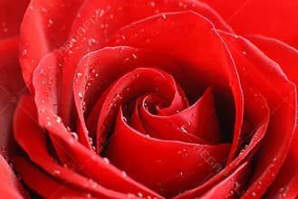 Red Rose