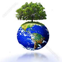 Tree on earth