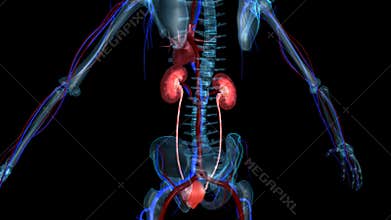 Kidneys