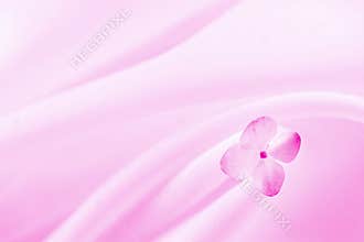 Pink background with flower