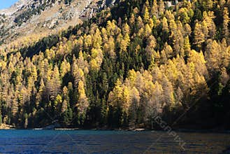 Automn Forest in Fall Colours
