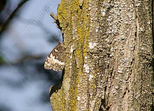 Butterfly camouflage on wood