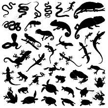 Big collection vector reptiles amphibians