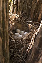 Bird's nest