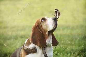 Cute dog with butterfly on his nose