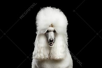 Portrait of White Royal Poodle Dog Isolated on Black Background
