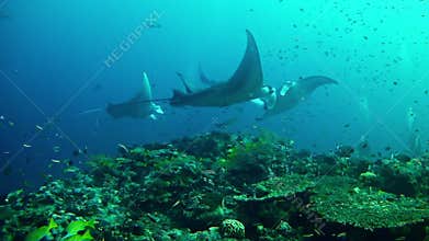 Diving Maldives - Manta Ray