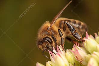 Honey Bees