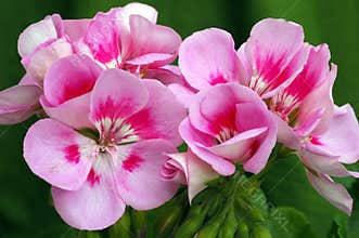 Pelargonium \'Americana Light Pink Splash\'