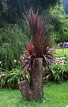 Growing chopped dragon tree
