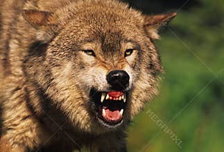 Fierce Gray Wolf
