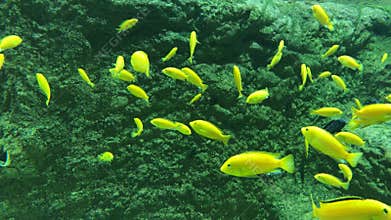 Exotic yellow fishes