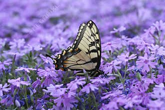 Butterfly on Flowers