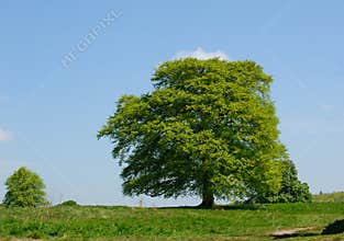 Acer tree on a sunny day